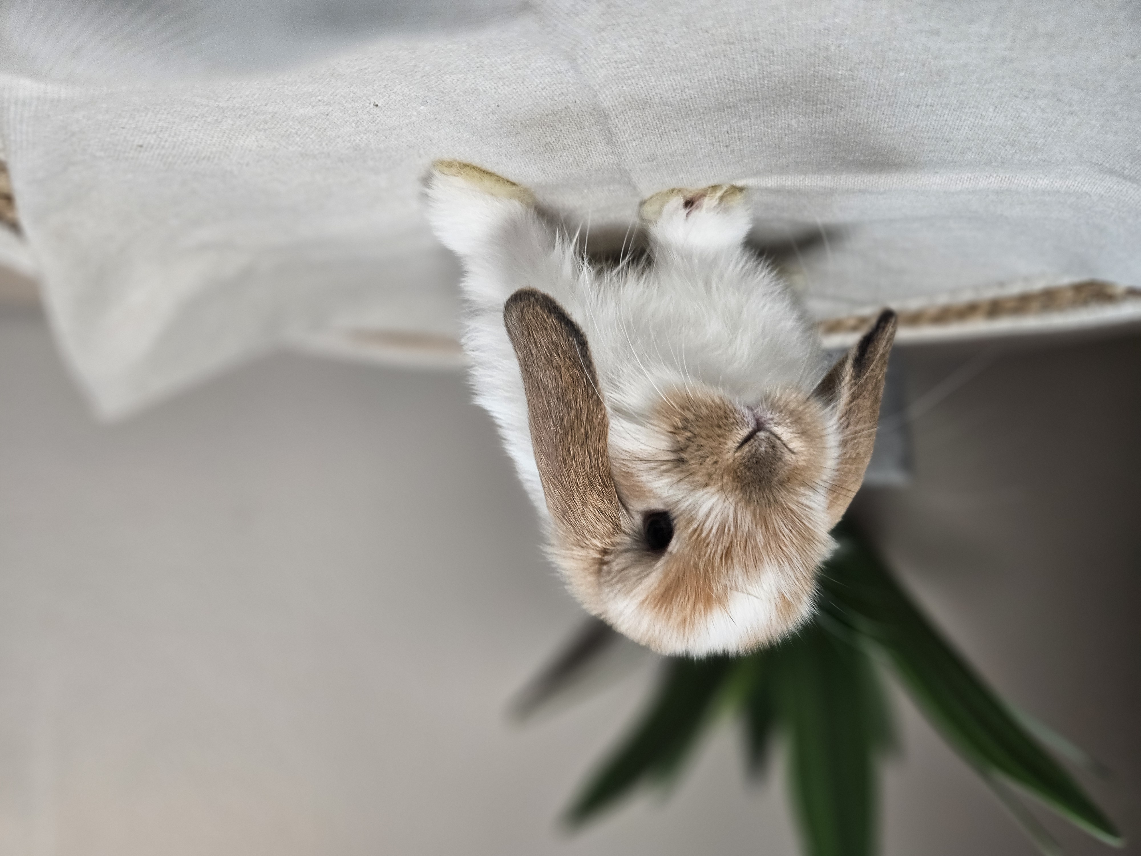 Holland Lop bunny